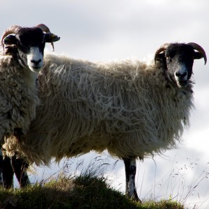 Rams in Dartmoor