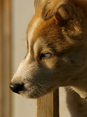 Magic Hour Dog