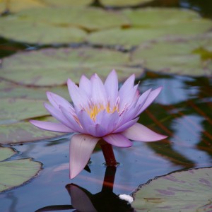 Purple water lilly