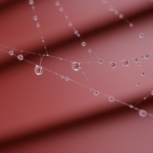 Wet Web