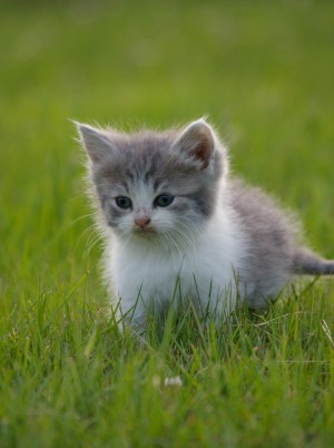 Kitten