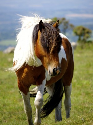 Dartmoor pony